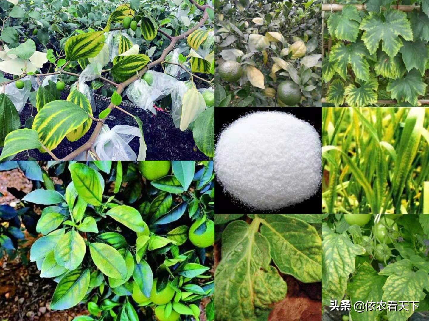 镁肥的主要作用和科学施用方法,镁在作物中的主要作用