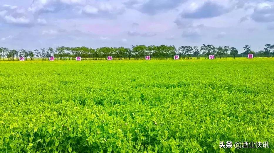 一颗麻豆豆,绿动汾酒