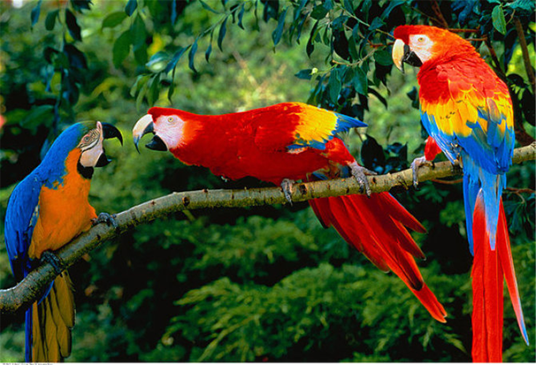 涨姿势世界七大著名心理学效应,动物都可能得抑郁症吗