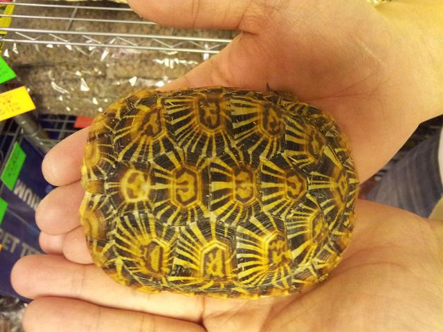 高背陆龟乌龟,饼干陆龟幼龟