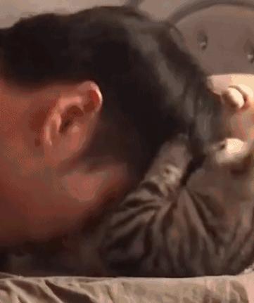 为什么现在年轻人喜欢养猫,当代年轻人不养孩子养猫