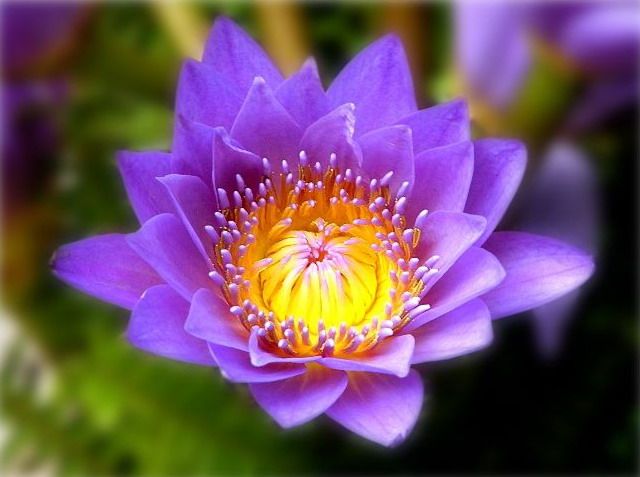 紫清山房琐记（135）栽种睡莲