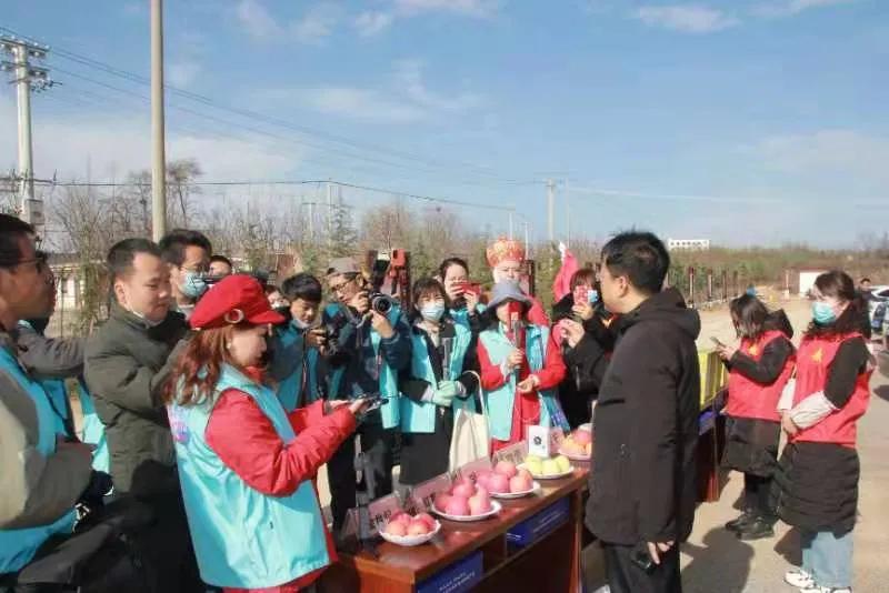 陕西白水苹果种植,陕西白水苹果基地介绍