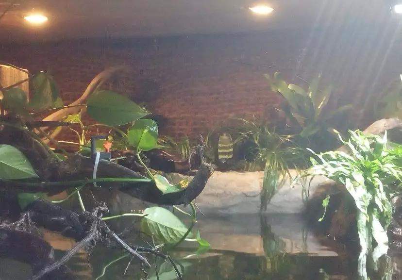 自己做大型水陆缸,在家自己打造一个沙漠缸