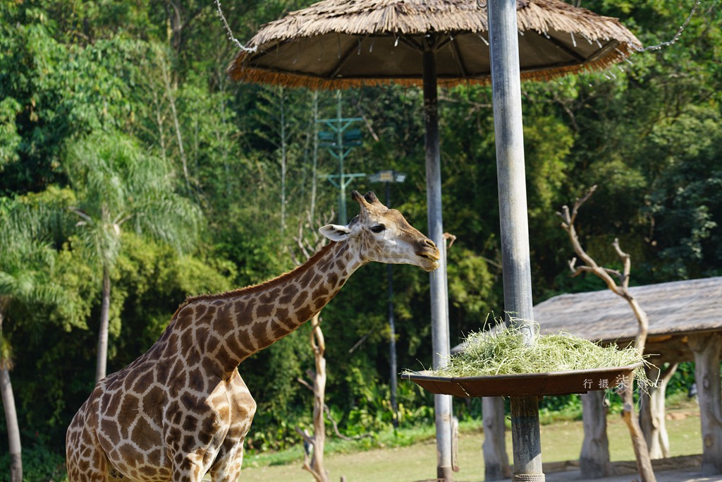 带娃去广州长隆野生动物园攻略,玩广州长隆野生动物园攻略