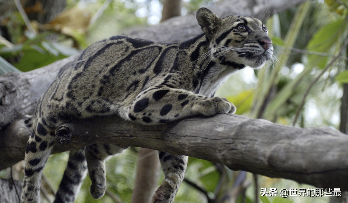 剑齿虎时期的猛兽,被称为小剑齿虎的是云豹还是雪豹