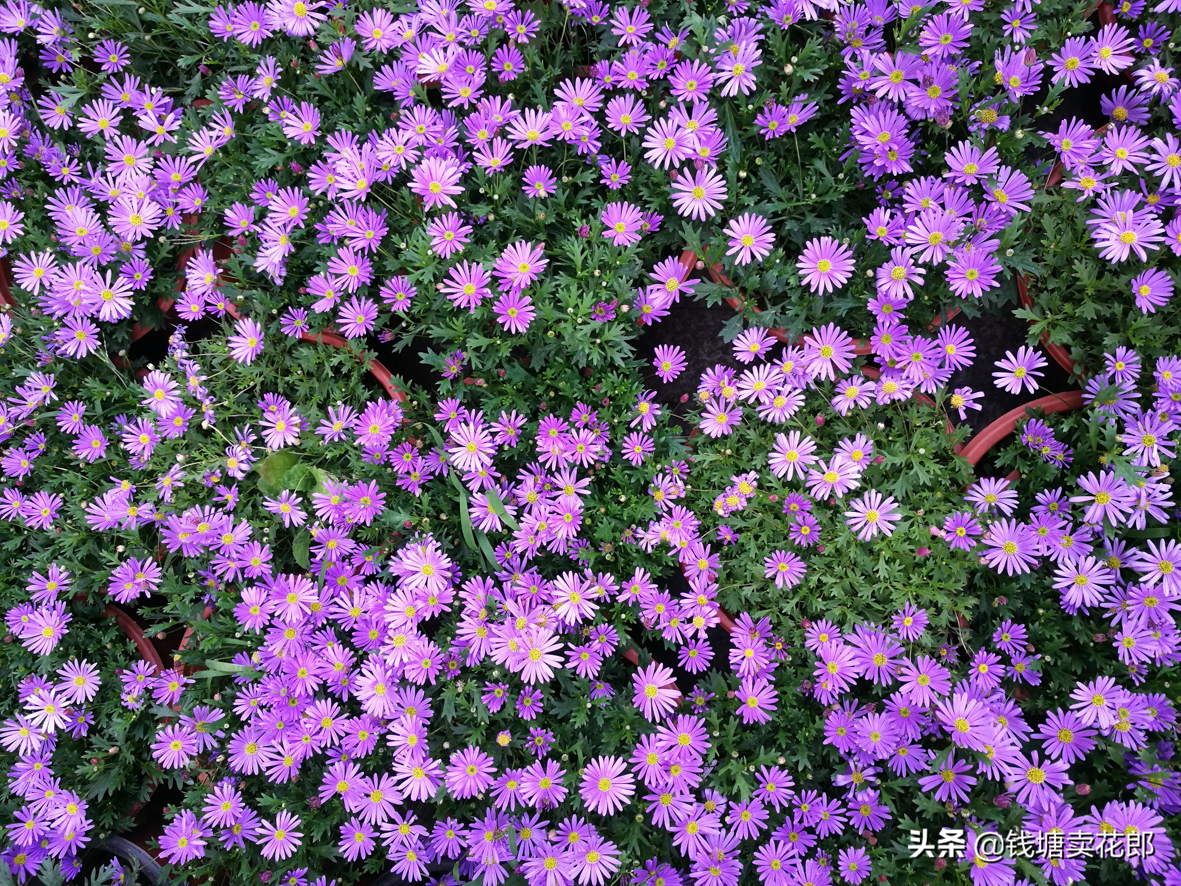 球菊千头菊好养四季开花耐热耐寒,耐寒四季菊花苗龙爪菊盆栽