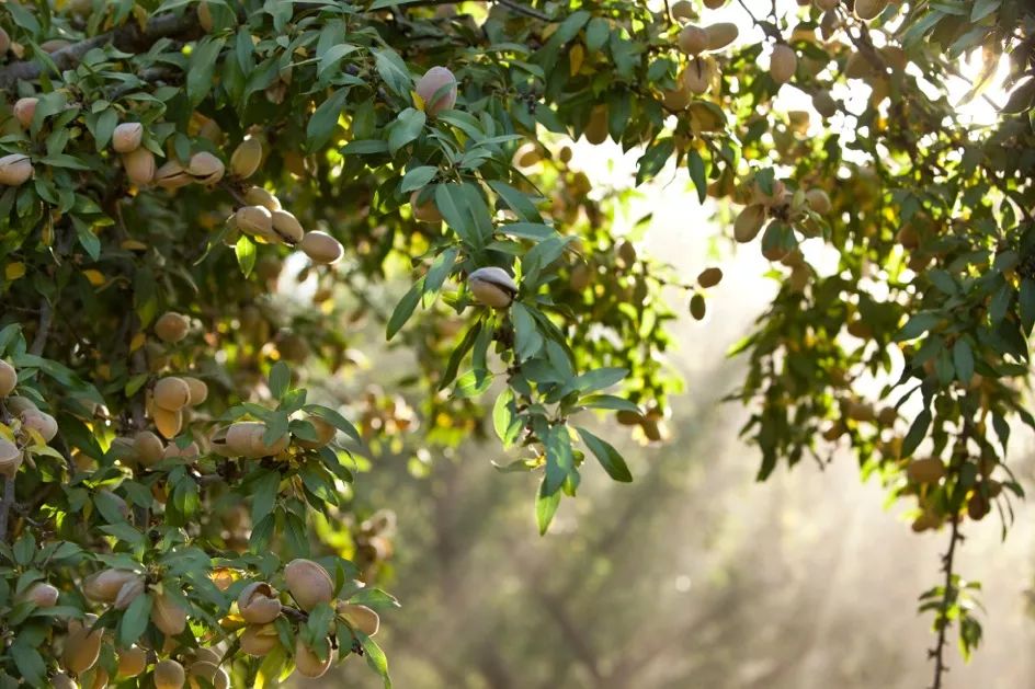 好品质的巴旦木是什么样子,巴旦木与巴旦木区别
