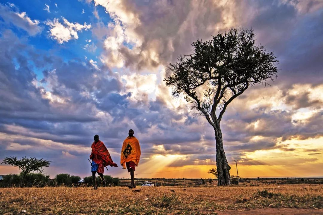 非洲马赛人:从狮口夺食的“战斗民族”