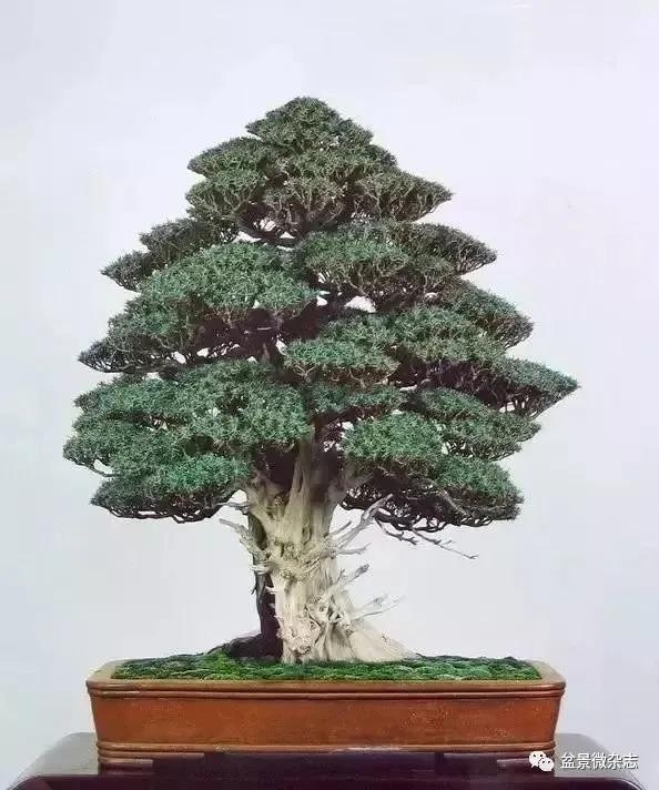 日本黄金光叶榉盆景 (日本风神盆景图片)