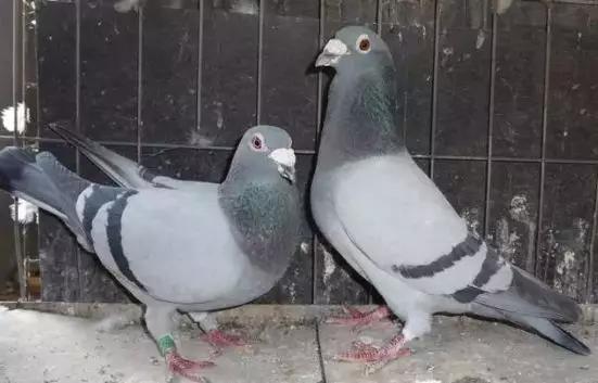 鸽子孵蛋要注意什么事项,鸽子产蛋后孵化期多少天