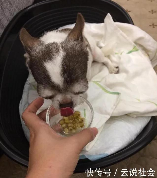 盘点狗狗被领养的瞬间,狗狗被领养后的变化