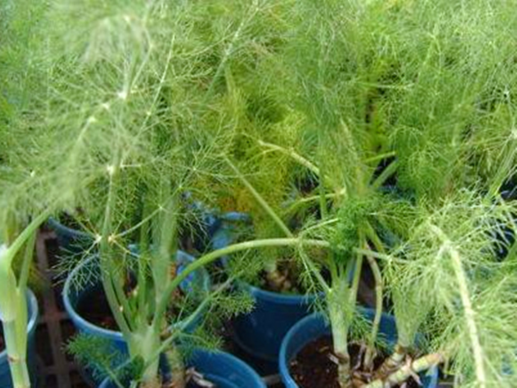 小茴香的盆栽种植技术与方法图片,盆栽茴香怎么长得粗壮好看