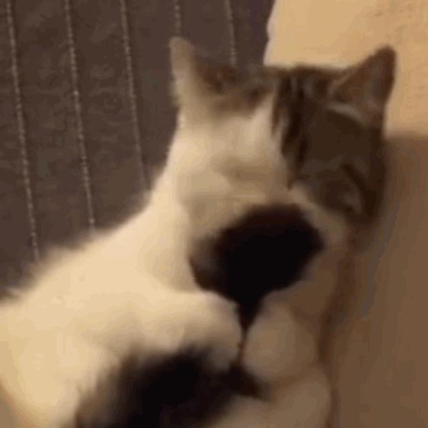 猫咪饲养管理现状,猫和老鼠猫咪现状