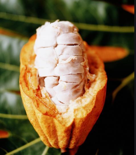 一起来看水果传——爱玉子,可可,嘟柿,你都见过吗?