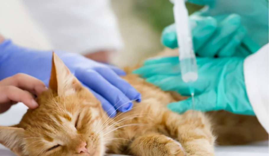 猫跑着跑着突然猝死,猫猝死的症状