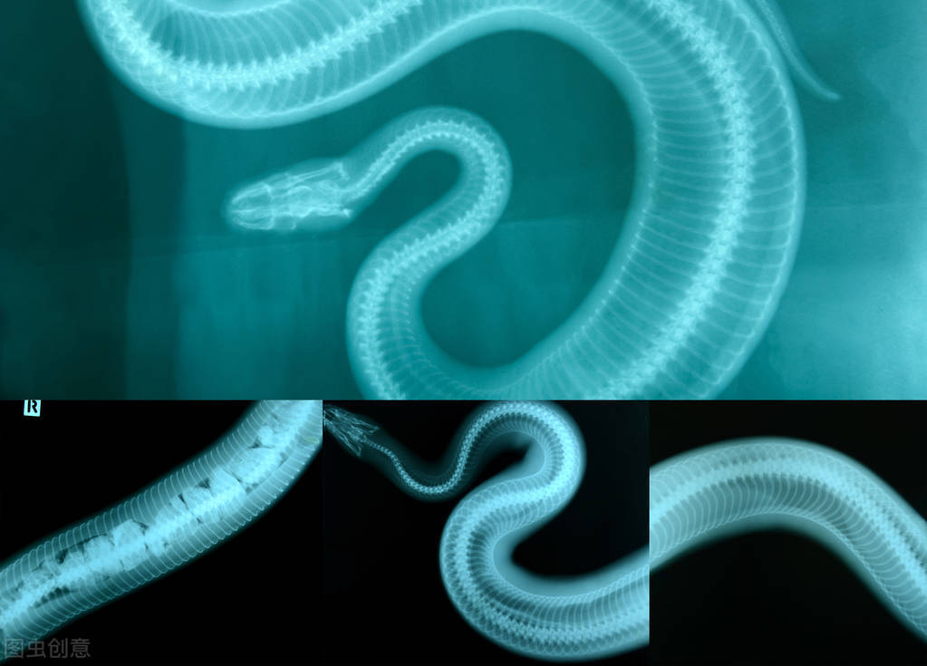 被拍到罕见巨蟒,捕获7米长巨蟒