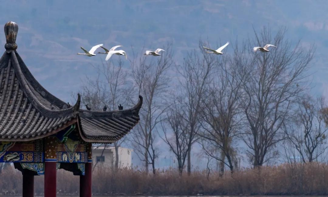 华夏乎！运城兮｜一位资深旅游人心中的运城！