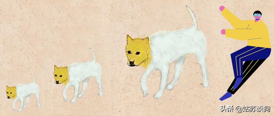 中华田园犬你真正了解过吗,中华田园犬到底多厉害