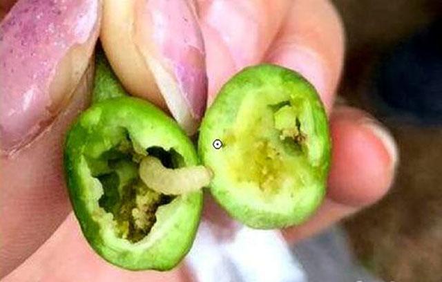 樱桃6月高发害虫,危害樱桃幼芽出现网状叶的害虫