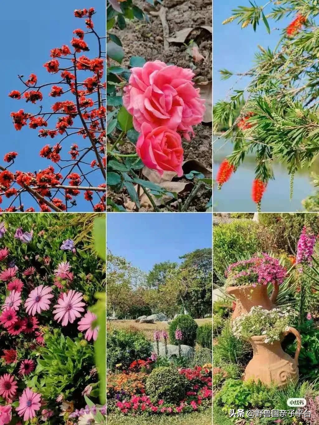 春天的花真的很美丽让人向往,春天的花也太美了