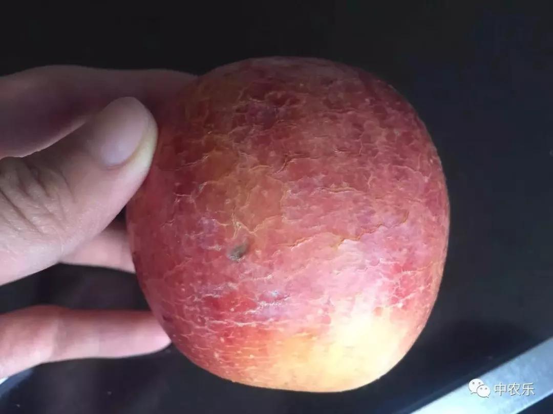 苹果脱袋后用什么药,苹果脱袋后用药方案