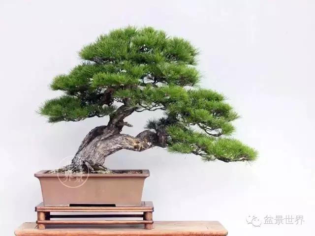 松树盆景经典大片,大斜杆式盆景得金奖作品松树