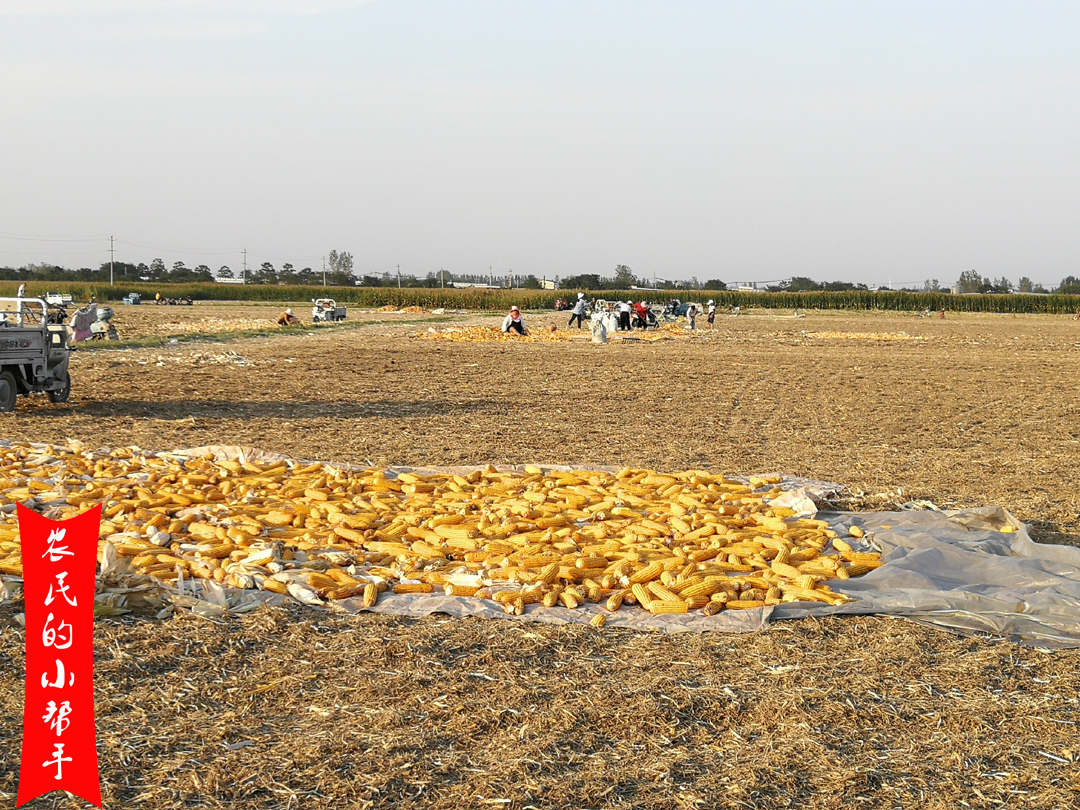 一袋玉米种子能赚多少钱,种植一亩地玉米纯利润有多少