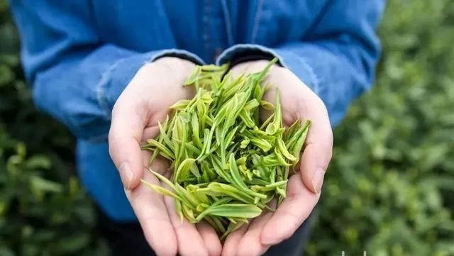 绿茶圈“C位出道”的明星选手！天目湖白茶好在哪里？