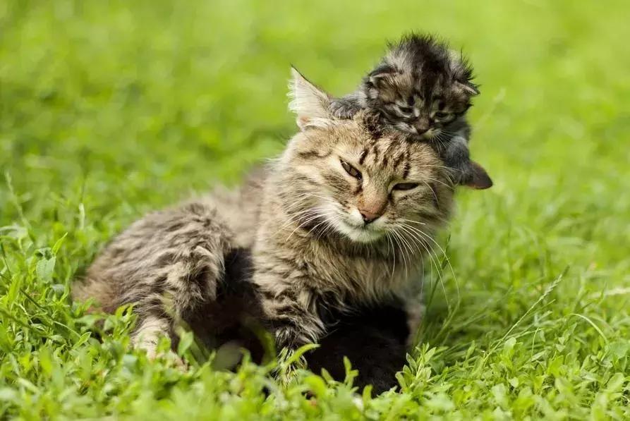 福懋宠物医院花都分院,福懋动物医院公猫绝育