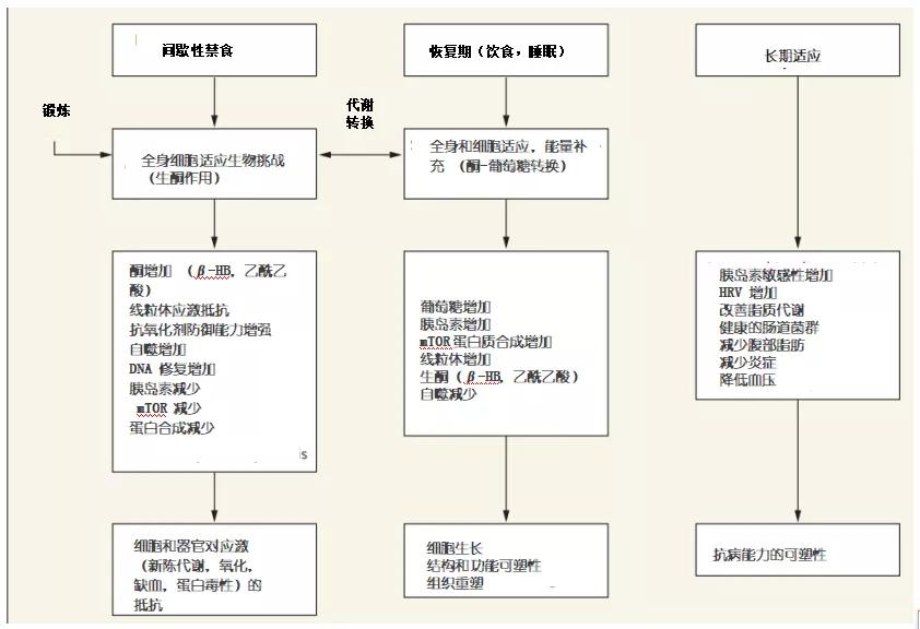 NEJM“吹爆”间歇性禁食,偶尔饿一饿让你“延年益寿,改善代谢”