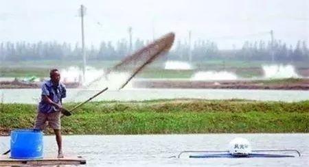 南美白对虾进食慢是什么原因,南美白对虾慢料解决方案