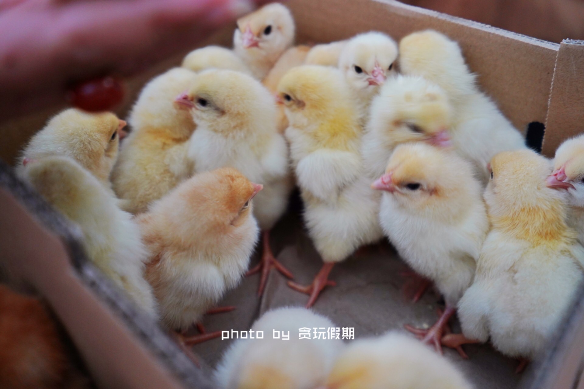 周末去河北攻略,周末到河北看海