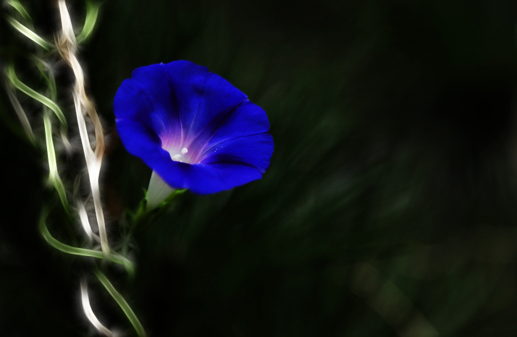 荷花的滤镜怎么调,荷花滤镜拍摄技巧