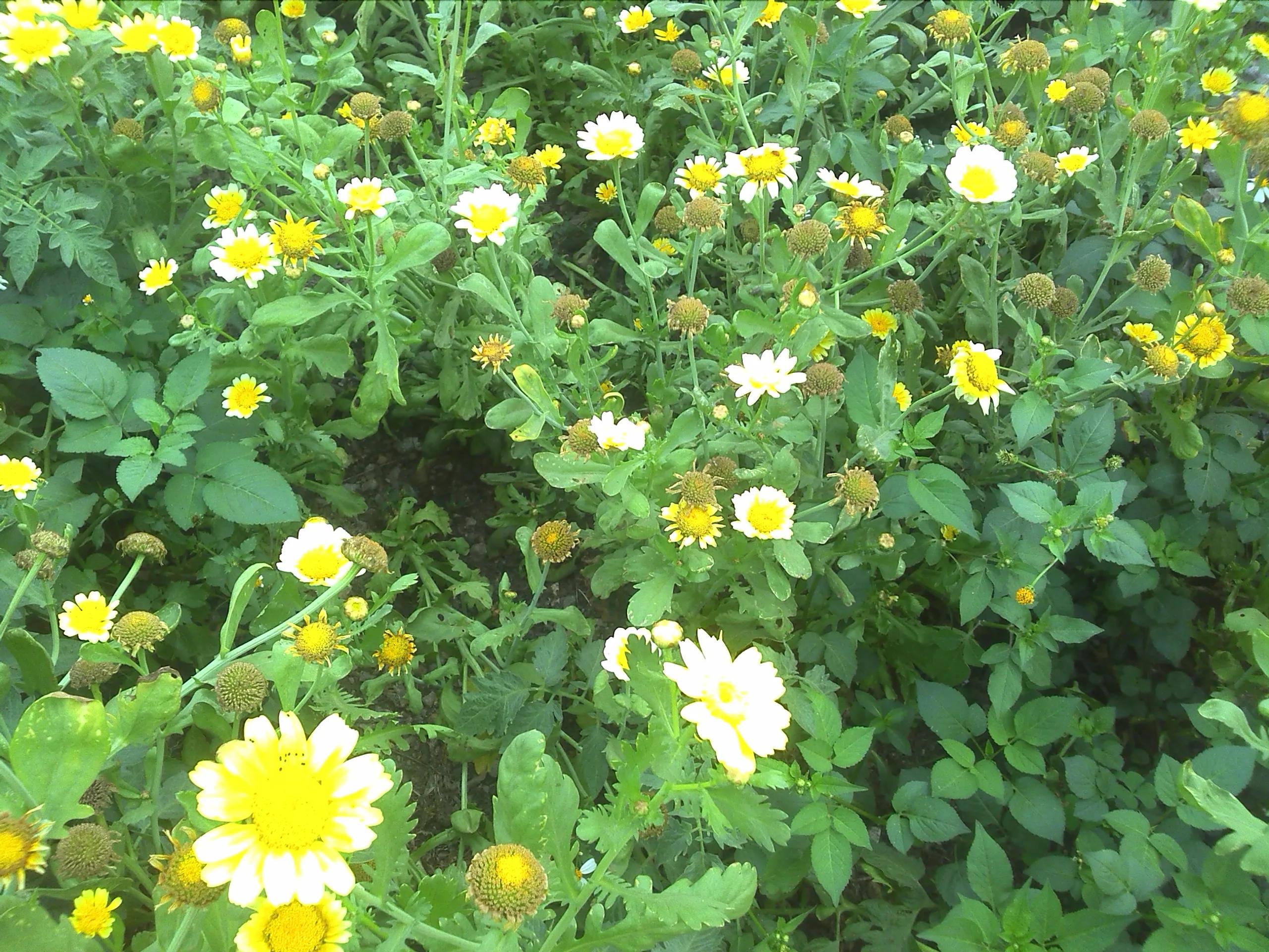 曾经特别火的拍照手机,那些年的拍照手机