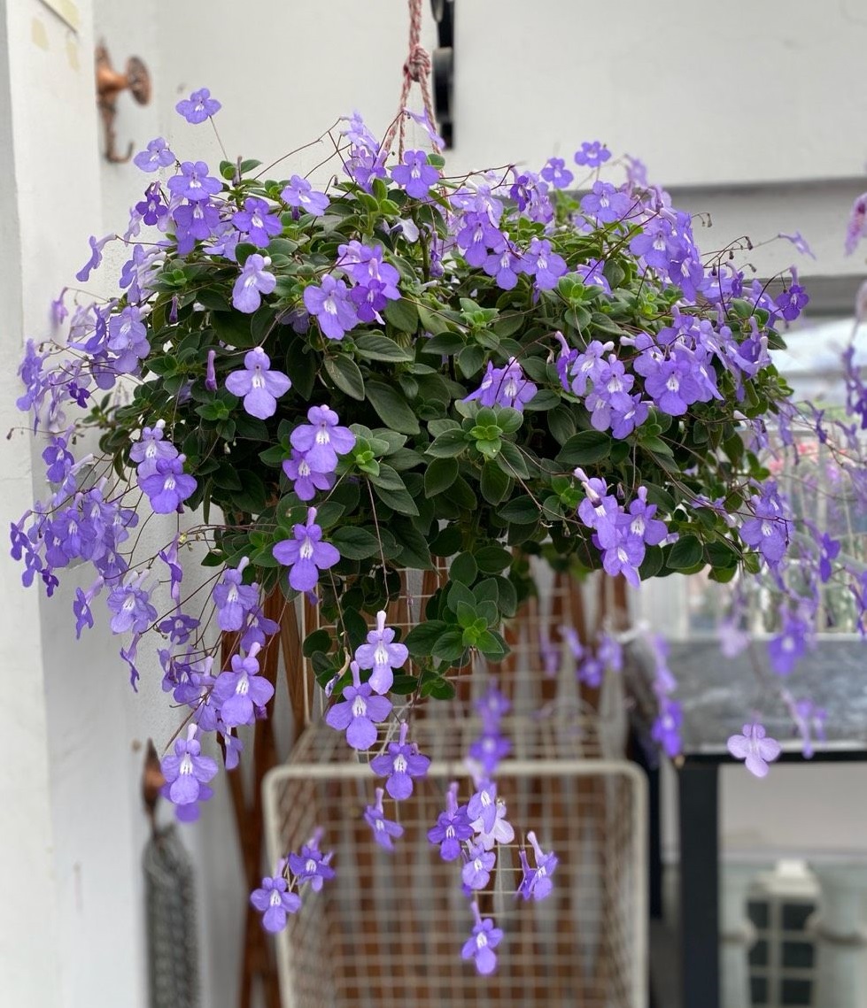 18种寓意好的花,18种花图片大全