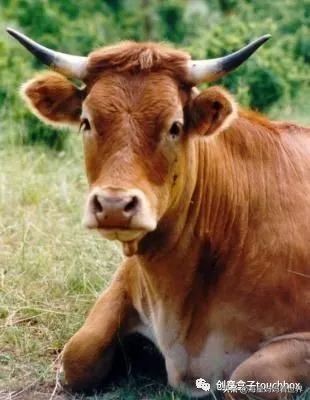 春节到，超可爱的牛卡片、牛灯笼、纸筒牛开心玩起来