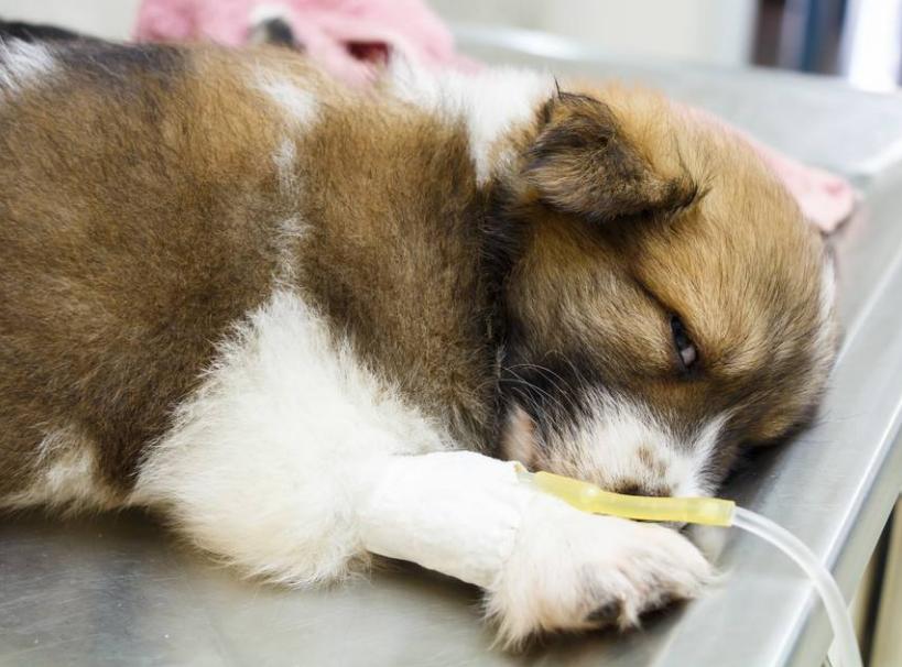 狗狗不吃不喝吐白色粘液,狗狗吐白色粘液怎么办啊