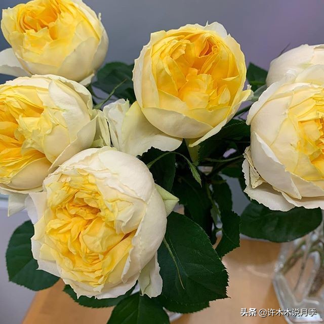 推荐一下多头月季花,100种月季品种大全