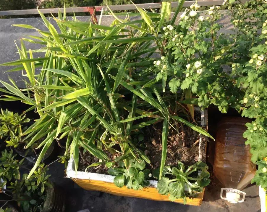 生姜入窖不到一月发芽怎么处理,生姜发芽了放土里面还能结果吗