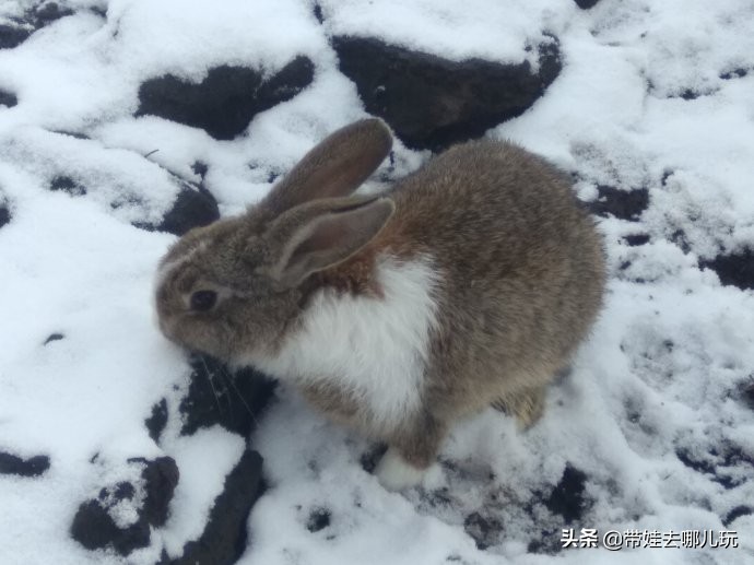 5天小长假国内飞海外,小长假出境游