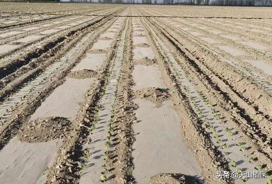 棉花苗期常见的病害有哪些,棉花苗期长的原因