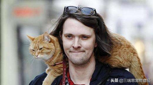 盘点那些萌猫,最萌猫十大排名