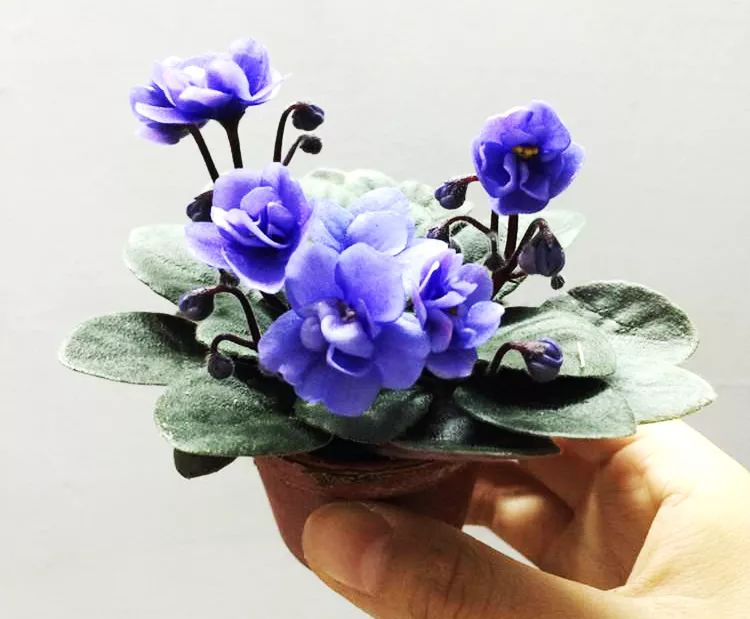 非洲紫罗兰，兼具高贵与易养，稍用心即爆盆