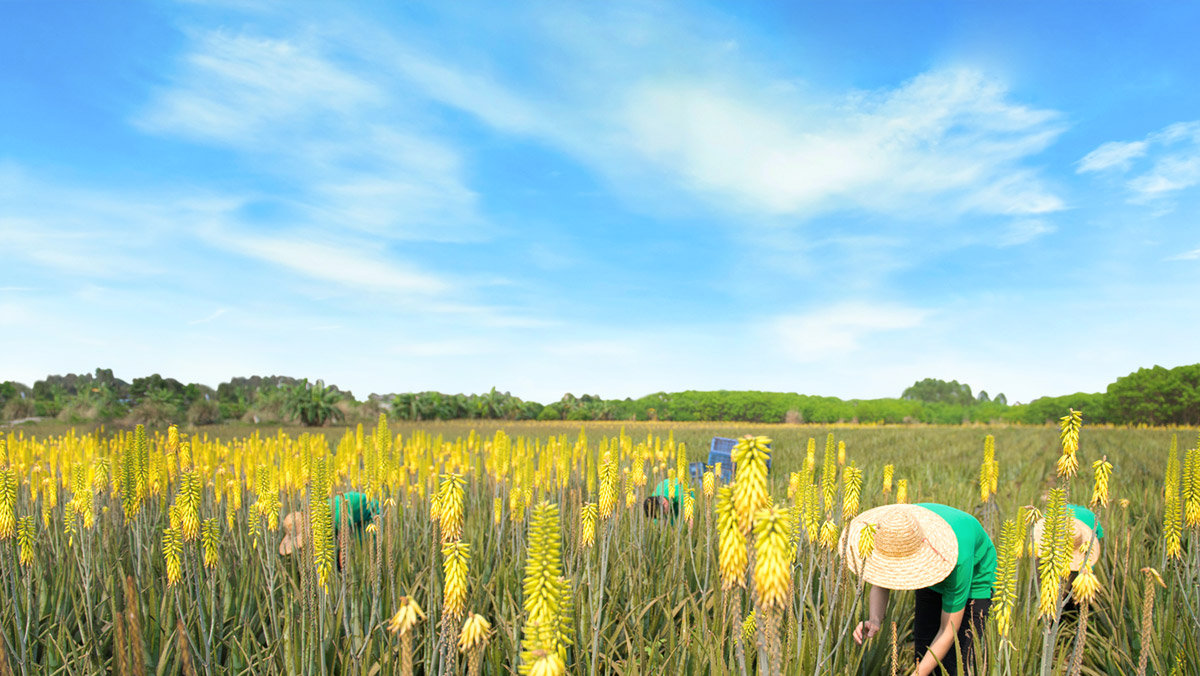 芦荟胶和保湿水的区别是什么,芦荟胶和水乳哪个补水效果好