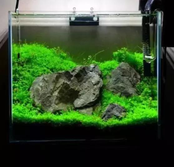 如何打造景观小缸,院子简易水景流水缸制作方法图片