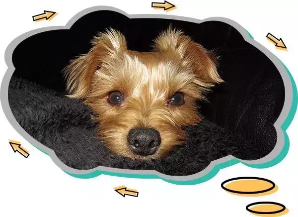 十大热门小型短毛犬,十大最小小型犬可爱图片