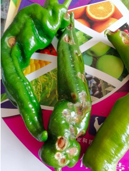 辣椒炭疽病又来了,叶片,果实受害严重?你需要加强以下6项管理