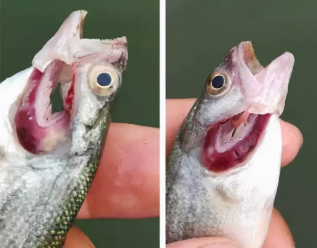 加州鲈烂身的原因和治疗方法,加州鲈鱼刚发苗大批死掉怎么回事