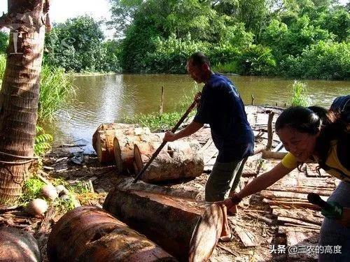 产米的是什么树,米树是什么植物